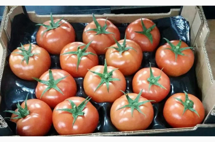 Продаж томатів різних сортів- фото № 9