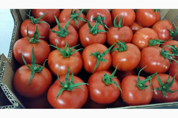 Продаж томатів різних сортів- фото № 7