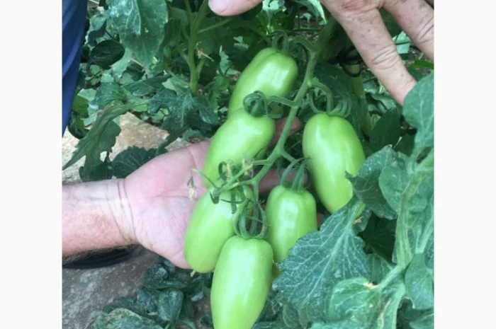 Продаж томатів різних сортів- фото № 6