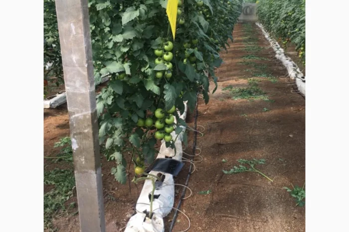 Продаж томатів різних сортів- фото № 5