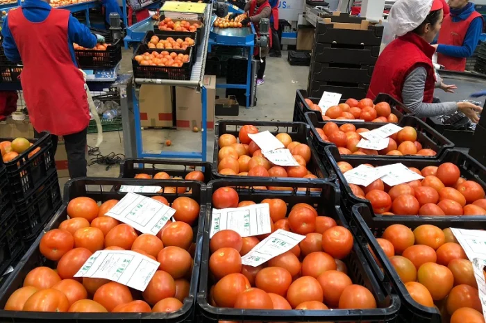 Продаж томатів різних сортів- фото № 15