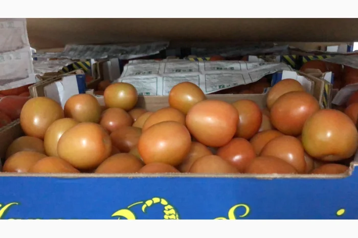 Продаж томатів різних сортів- фото № 14