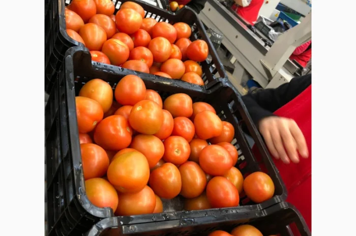 Продаж томатів різних сортів- фото № 13