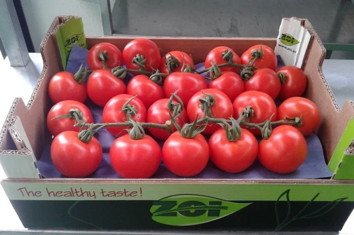 Продаж томатів різних сортів- фото № 2