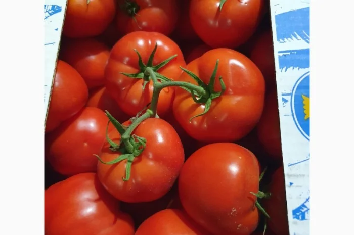 Продаж помідорів румунського виробництва- фото № 3