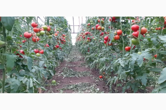 Продаж помідорів румунського виробництва- фото № 4