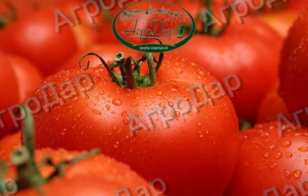 Томати «Ред Скай f1» та «Фабер f1» 400 тонн- фото № 1