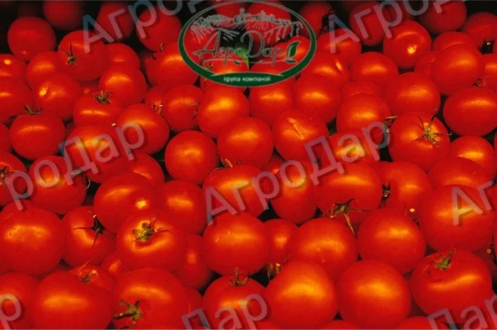 Томати «Ред Скай f1» та «Фабер f1» 400 тонн- фото № 2