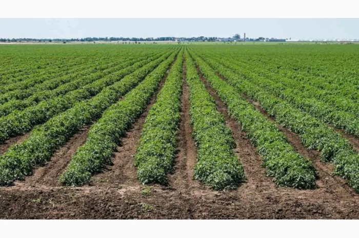 Томати «Ред Скай f1» та «Фабер f1» 400 тонн- фото № 3