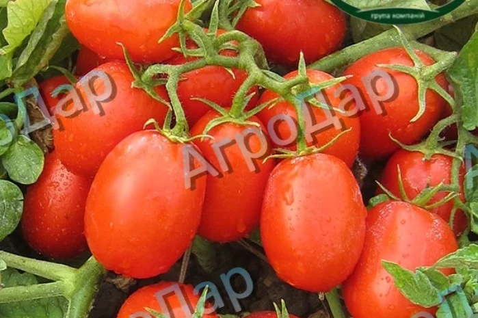Томати «Ред Скай f1» та «Фабер f1» 400 тонн- фото № 4