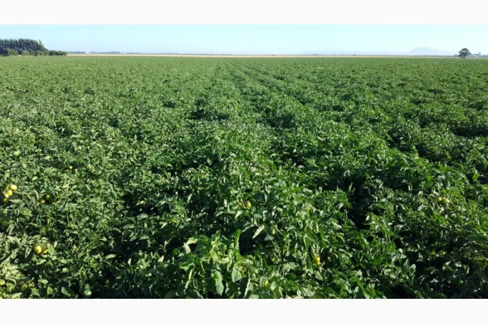 Томати «Ред Скай f1» та «Фабер f1» 400 тонн- фото № 6