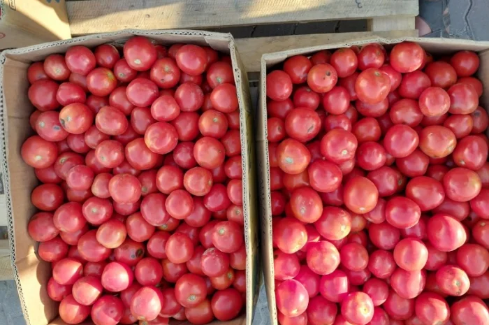 Продаж помідорів сорту Асвон- фото № 1