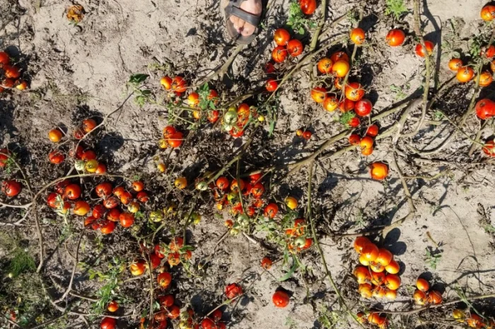 Помідори 2-й сорт на переробку- фото № 1