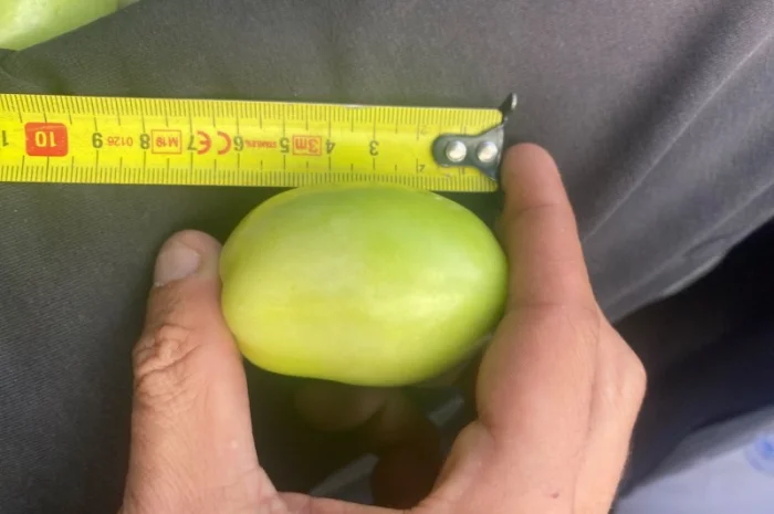 Продажа зеленого помидора на консервацию- фото № 2