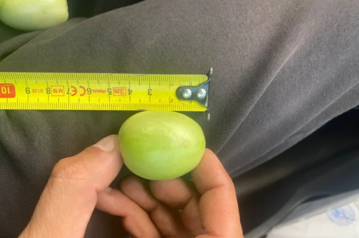 Продажа зеленого помидора на консервацию- фото № 3