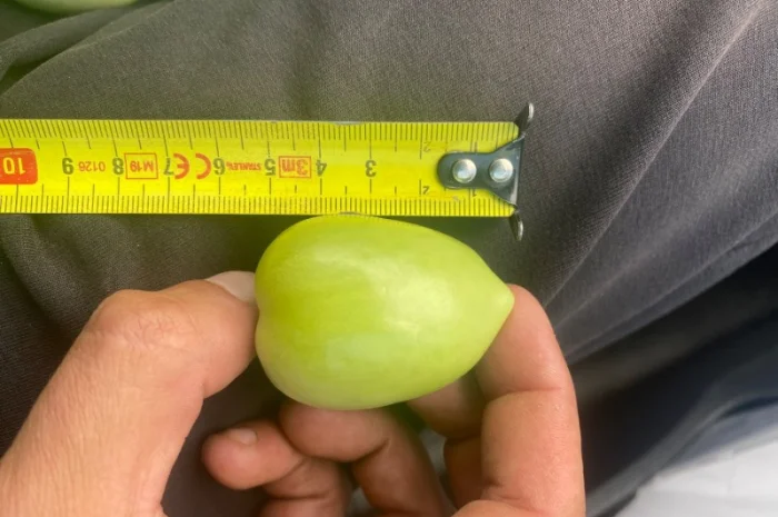 Продажа зеленого помидора на консервацию- фото № 4