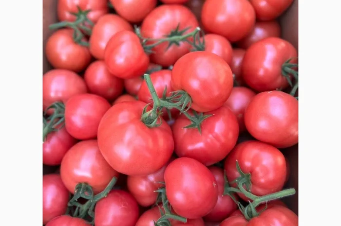 Ранні помідори різних сортів на продаж- фото № 1