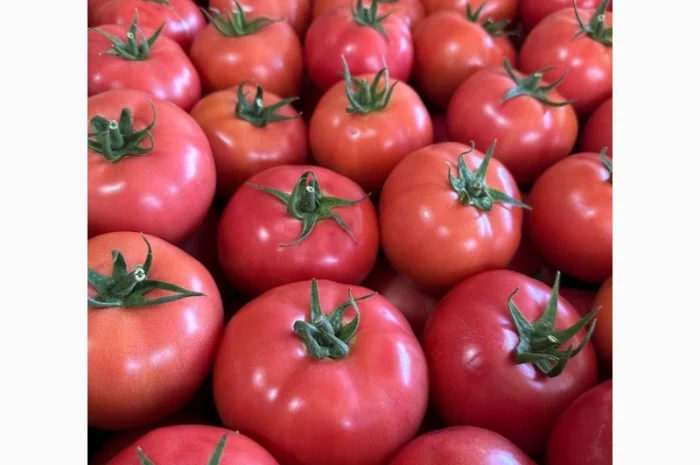 Ранні помідори різних сортів на продаж- фото № 2