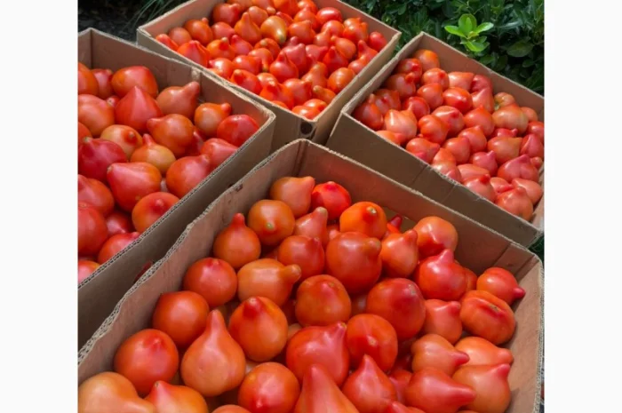 Ранні помідори різних сортів на продаж- фото № 3