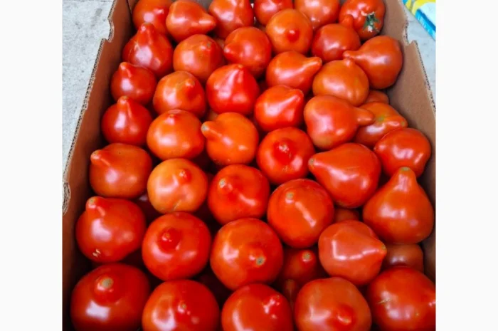 Ранні помідори різних сортів на продаж- фото № 4