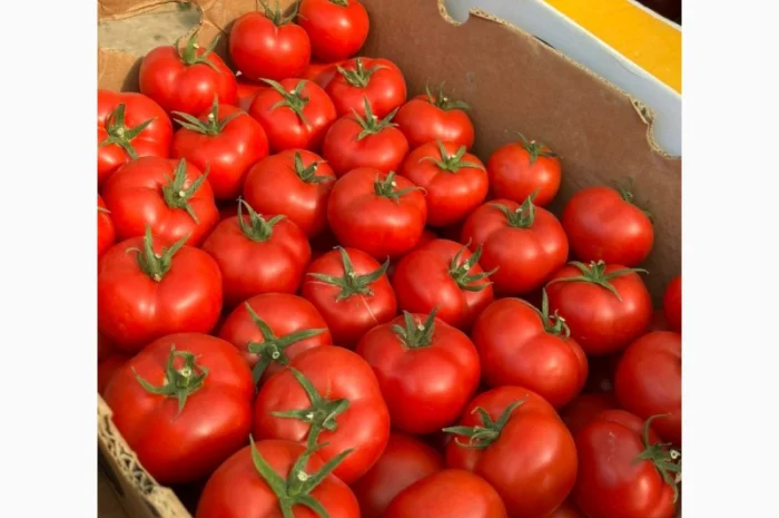 Помідор Шпалєрка на продаж- фото № 3