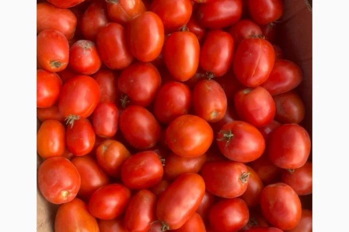 Помідори сорту Діно оптом- фото № 1