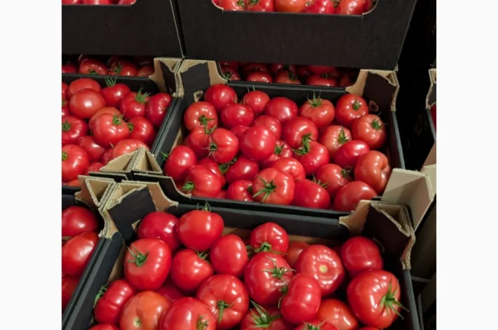 Помідори тепличні червоні та малинові на продаж- фото № 2