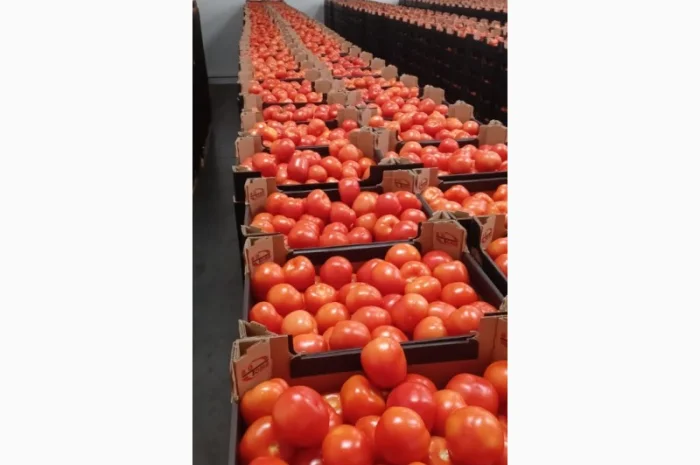 Помідори тепличні червоні та малинові на продаж- фото № 3