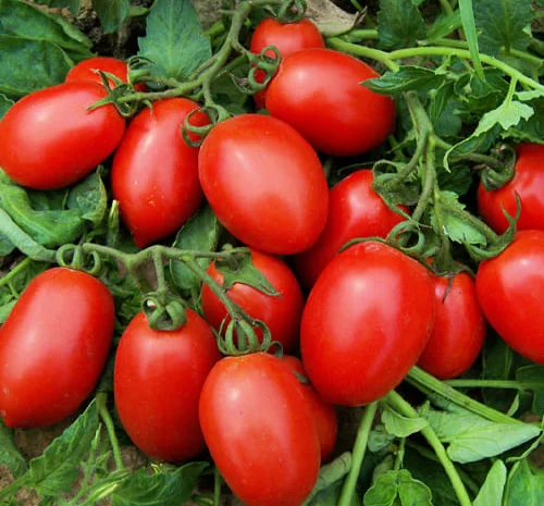 Помідори сливку Галилео та Фабер в Умань- фото № 1