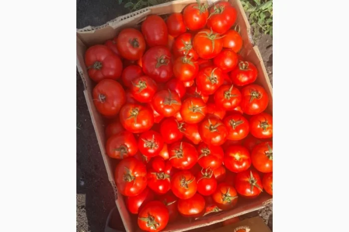 Помидор сорта Ольга оптом- фото № 1