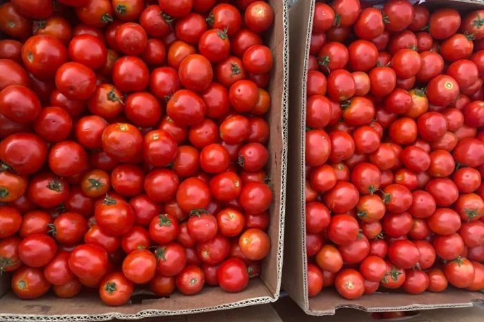 Продаж томатів Асвон оптом- фото № 1