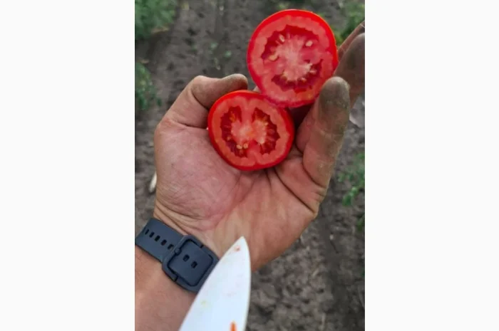 Продаж помідорів до 120 грамів- фото № 1