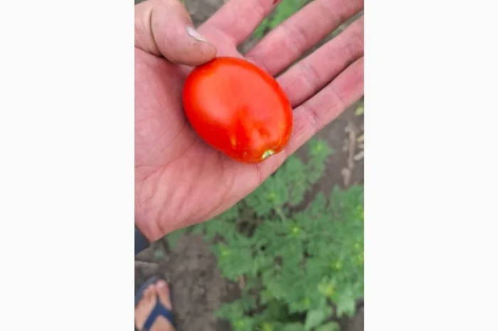 Продаж помідорів до 120 грамів- фото № 2