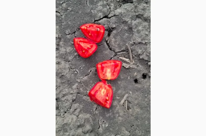 Продаж помідорів до 120 грамів- фото № 3