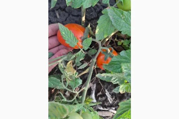 Продаж помідорів до 120 грамів- фото № 4