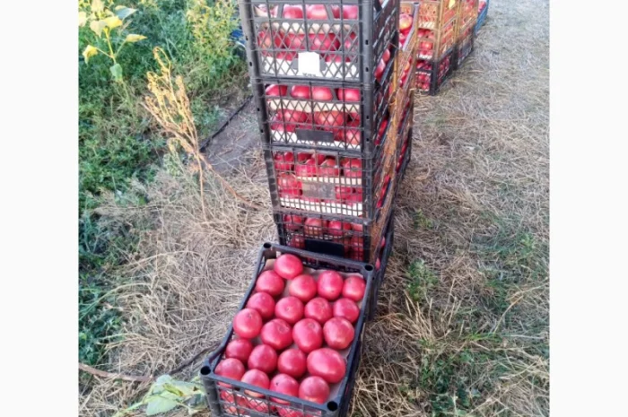 Рожевий помідор оптом за доступними цінами- фото № 1