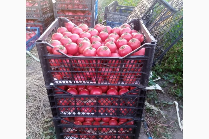 Рожевий помідор оптом за доступними цінами- фото № 3