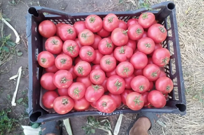 Рожевий помідор оптом за доступними цінами- фото № 4