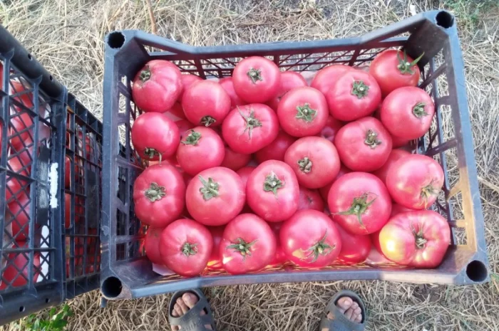 Рожевий помідор оптом за доступними цінами- фото № 5