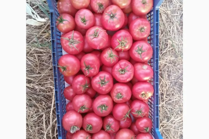 Рожевий помідор оптом за доступними цінами- фото № 6