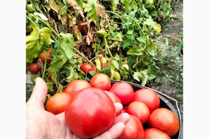 Продаж круглий тепличний помідор високої якості- фото № 1