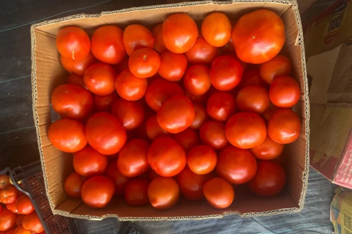Продаж круглий тепличний помідор високої якості- фото № 3