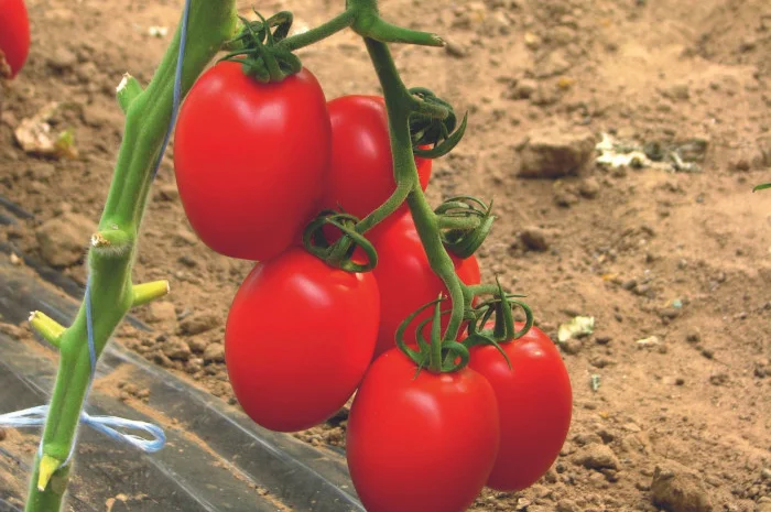 Коктейльні помідори гуртом від 10 тонн- фото № 1