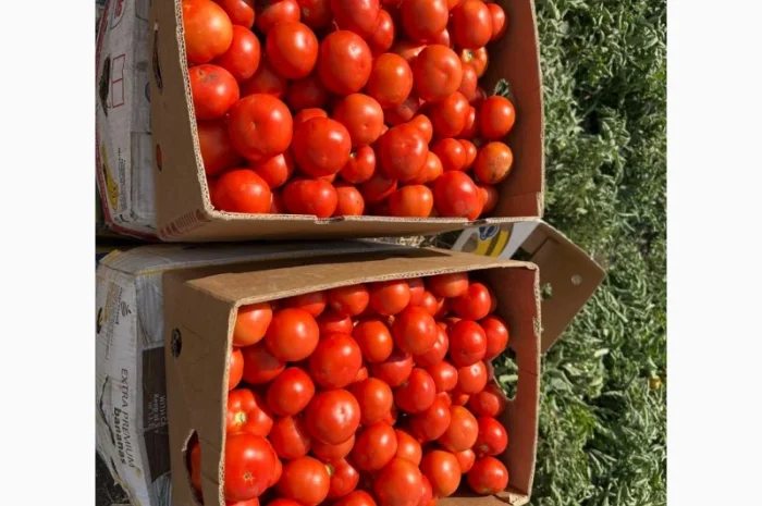 Продажа томата сорта Волна оптом- фото № 1