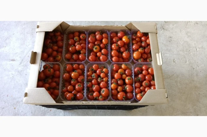 Томат пор пора на продаж- фото № 1