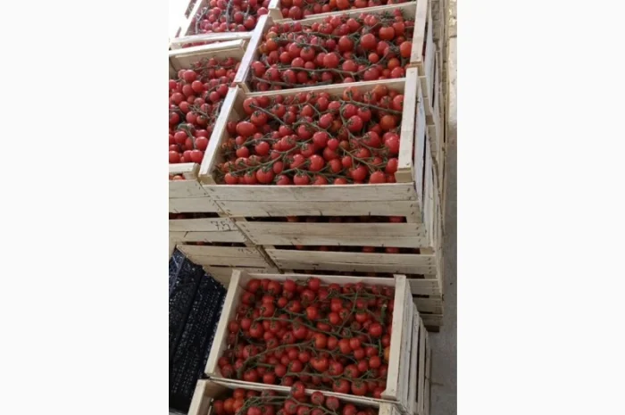 Томат пор пора на продаж- фото № 3