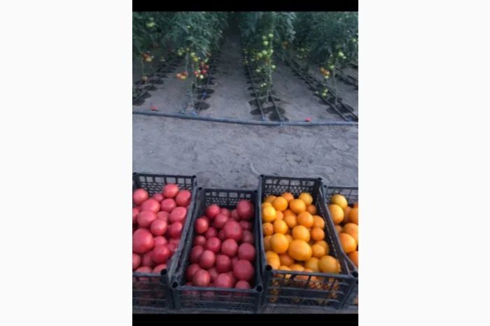 Продаю смачні томати жовтого та рожевого кольору- фото № 2