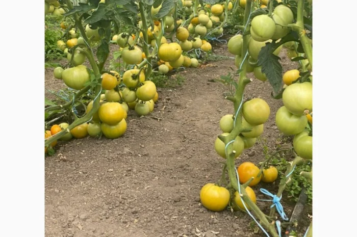 Продаю смачні томати жовтого та рожевого кольору- фото № 3