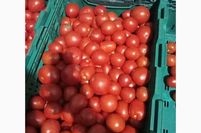 Помідори високої якості на продаж- фото № 5