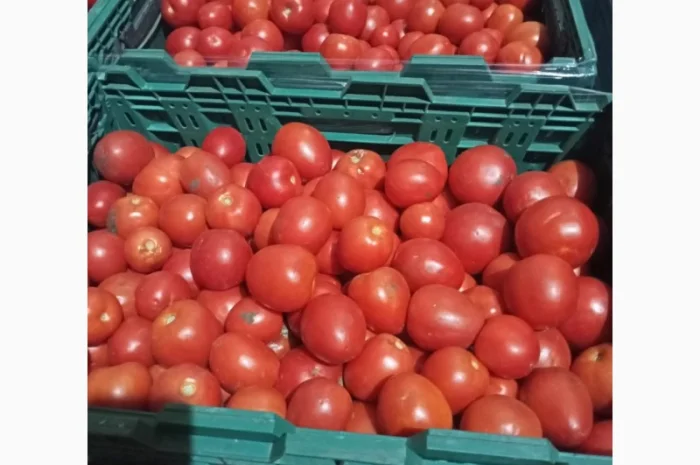 Помідори високої якості на продаж- фото № 1